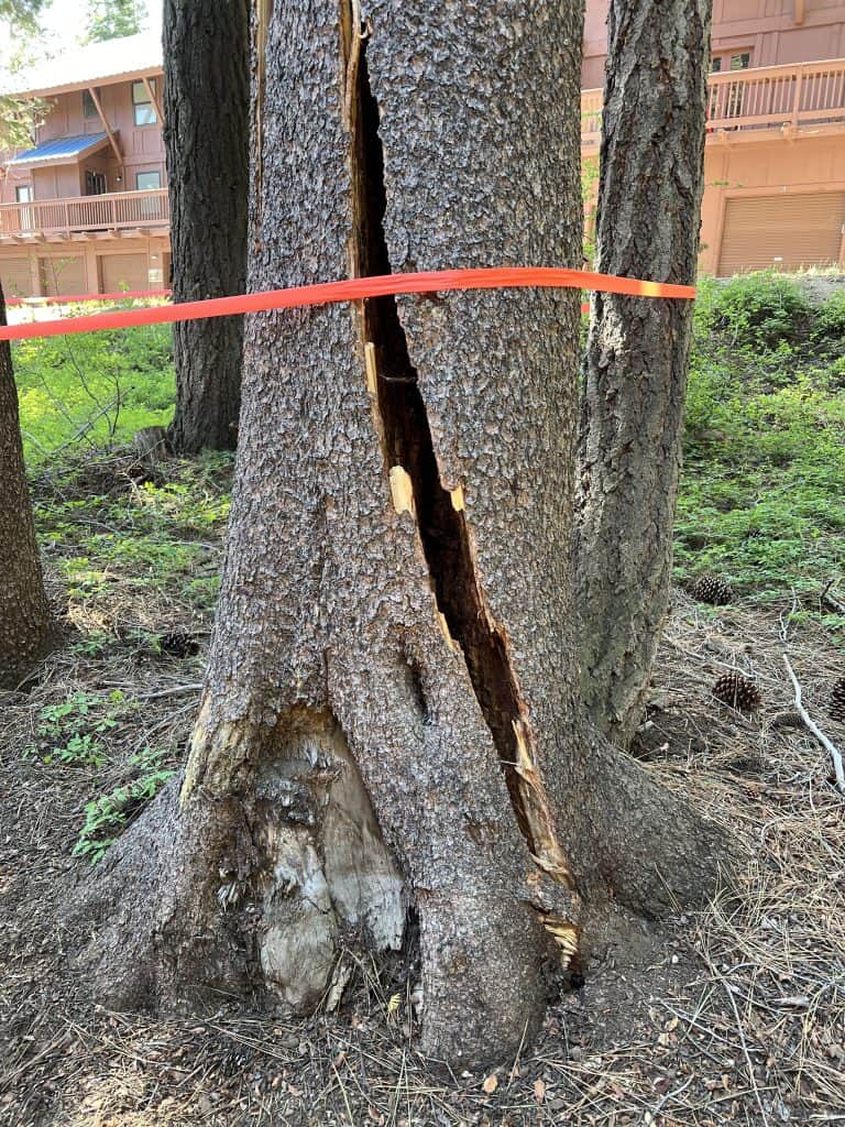 split tree needs certified arborist consultation