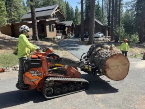 Moving logs off a jobsite with a mini skid steer.