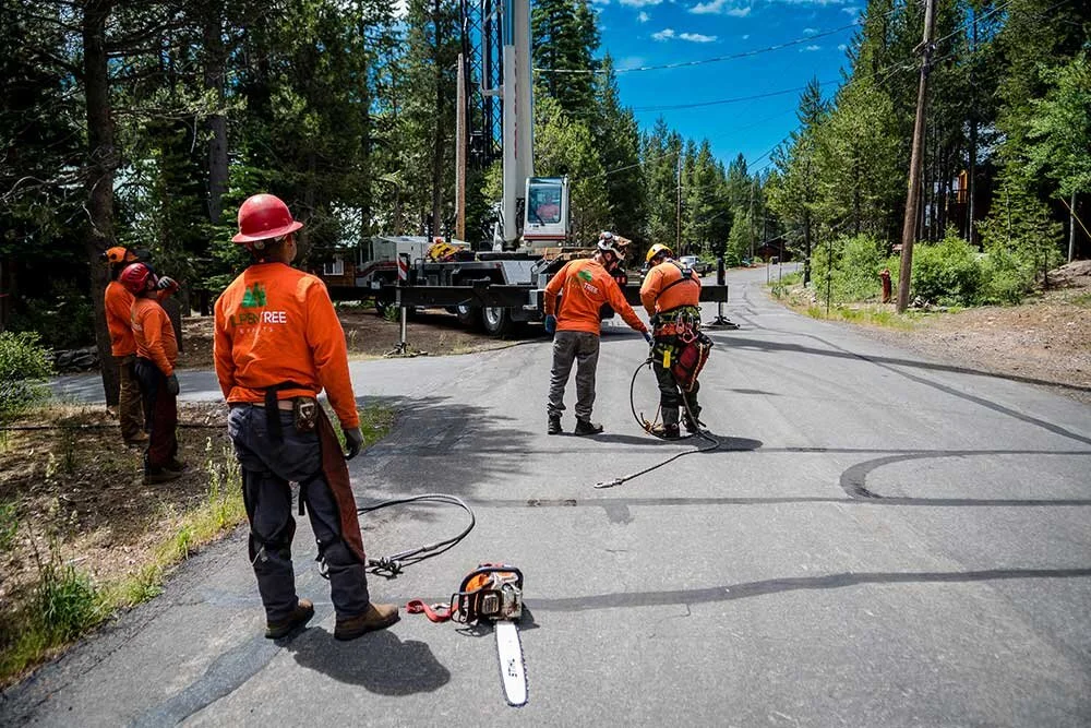 tree climbers and ground crew for tree removal. tree projects in truckee