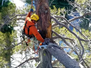 tree removal defensible space. dead tree removal in Truckee