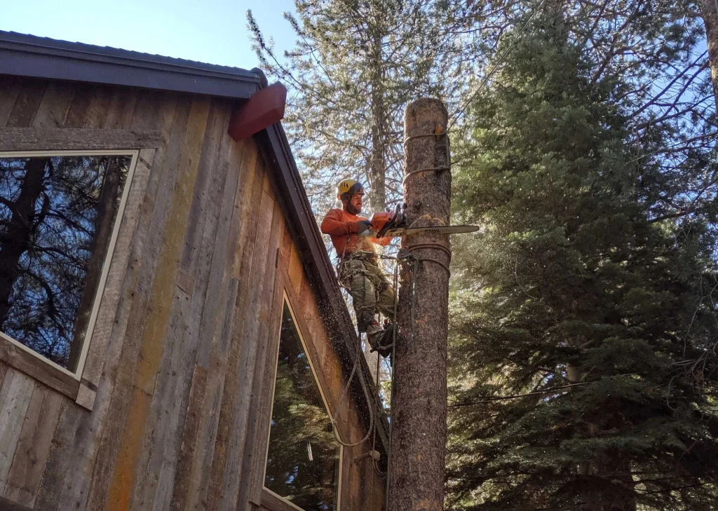 tree removal near home. creating defensible space zone