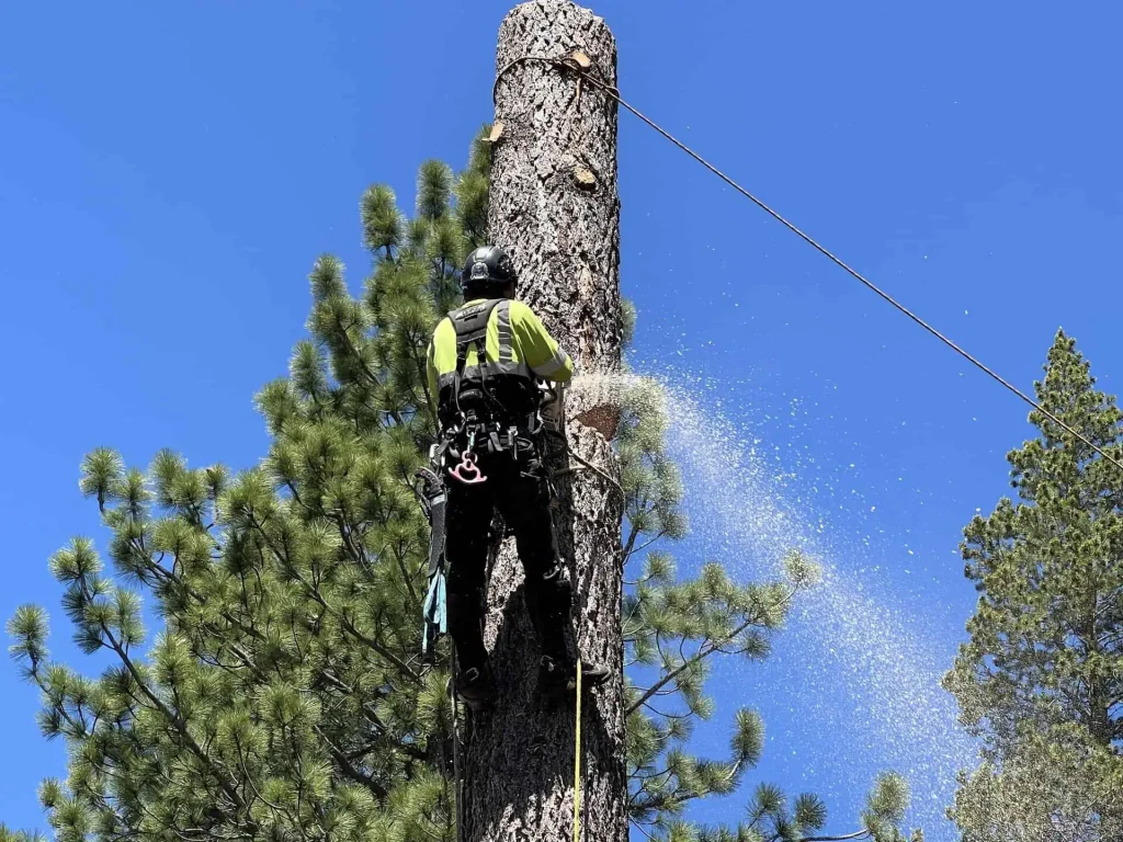 tree removal service in truckee. professional arborist in california