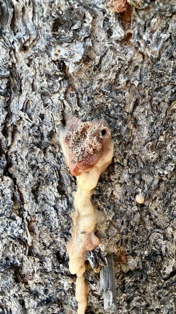 pitch tube on a lodgepole pine