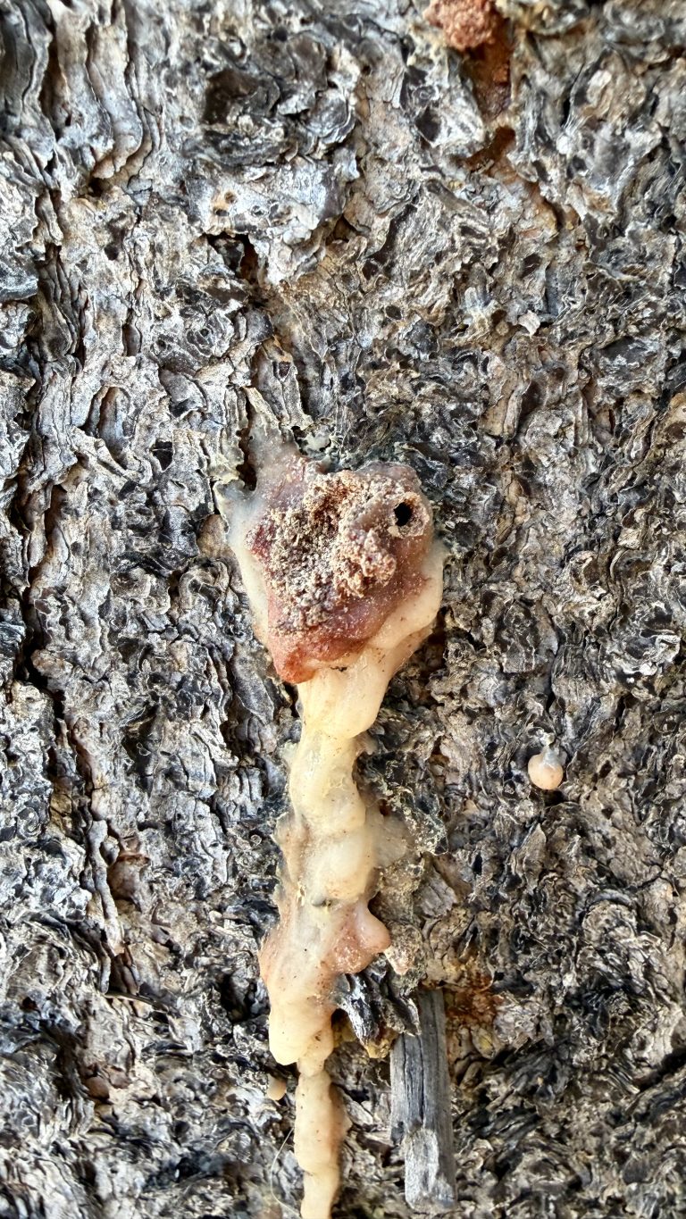 pitch tube on a lodgepole pine