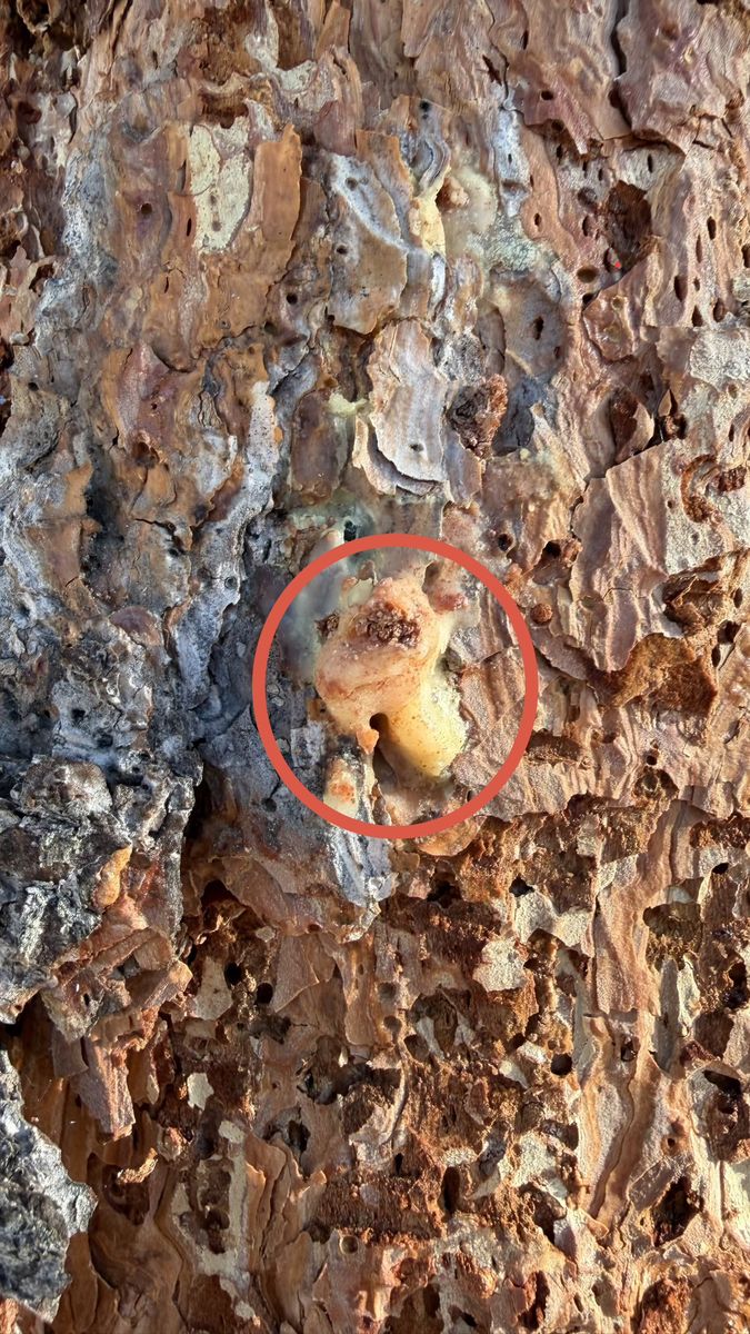 Close-up of Jeffrey pine bark with a pitch tube from a Jeffrey pine beetle circled in red and woodpecker bark exfoliatio