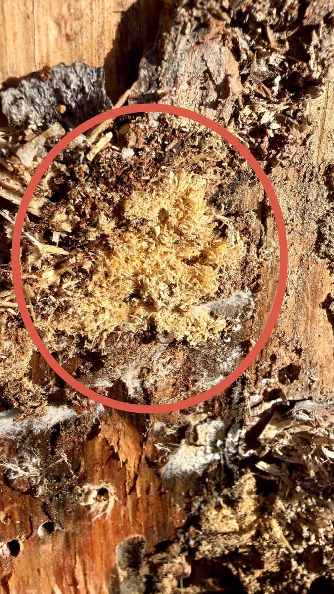 Close-up of frass circled in red found beneath the bark of a dead tree, a sign of wood boring insect activity near Truck
