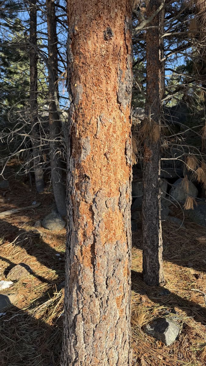 Close-up of exfoliated rust-colored bark on a Jeffrey pine from woodpecker activity indicating bark beetle larvae beneat