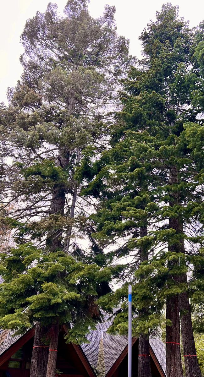 A bark-beetle-infested white fir dropping needles next to healthy green trees above a house in the Truckee Tahoe Sierra 